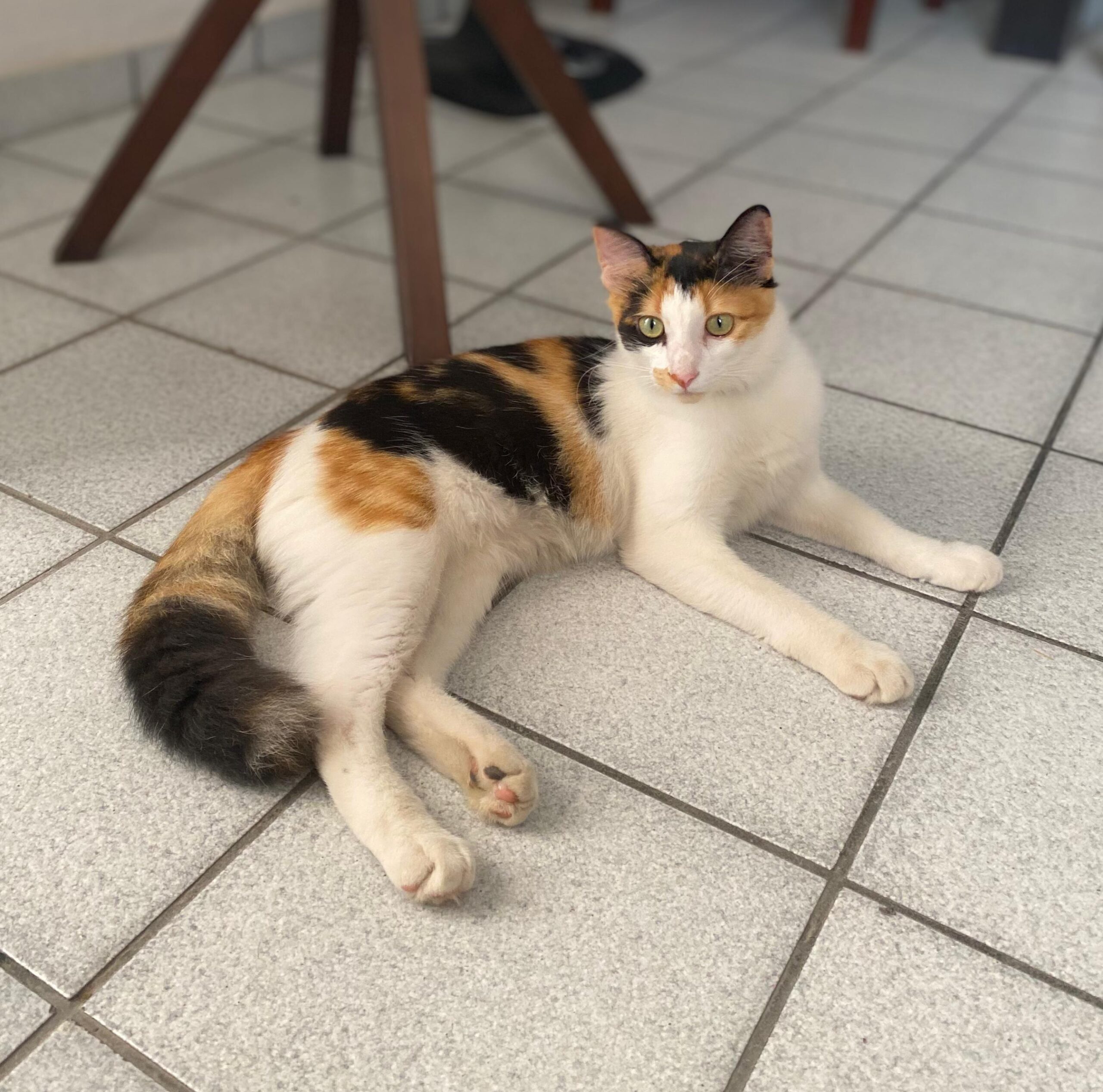 Pitanga - Desaparecida